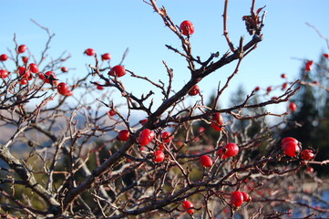 red berries on a branch