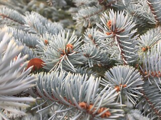 Naklejka na ściany i meble branches of blue spruce close-up