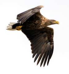 White tailed eagle
