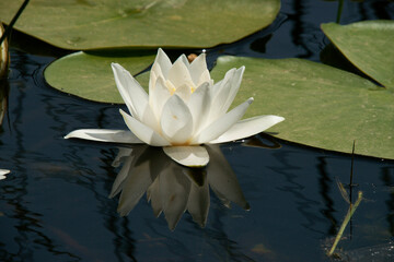Pink water lily (Nymphaea Peach glow) with blurred background e, can be used as a greeting card