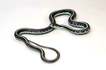 Puget Sound Garter Snake // Strumpfbandnatter (Thamnophis sirtalis pickeringii)