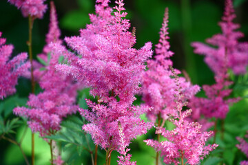 Well grows in a shady garden and blossoms original pink inflorescences of an astilbe.