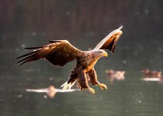 White tailed eagle