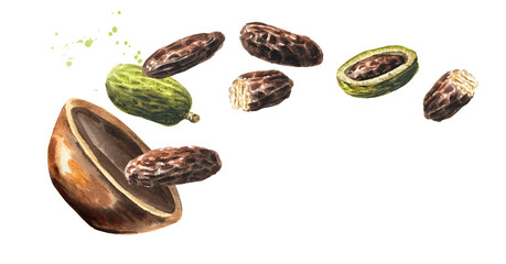 Flying Fragrant aroma tonka beans. Watercolor hand drawn illustration isolated on white background