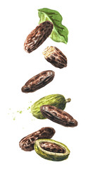 Falling Fragrant aroma tonka beans. Watercolor hand drawn illustration isolated on white background