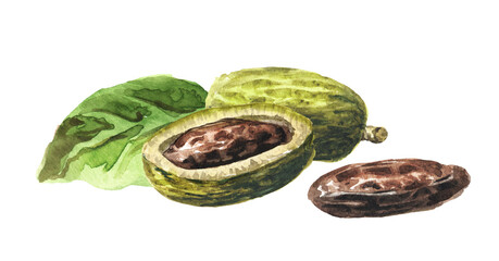 Fragrant aroma tonka beans with leaves. Watercolor hand drawn illustration, isolated on white background