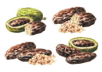Fragrant aroma tonka beans, Fruits and seed set. Watercolor hand drawn illustration isolated on white background