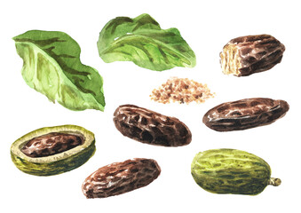 Fragrant aroma tonka beans, Fruits, leaves and seed set. Watercolor hand drawn illustration isolated on white background