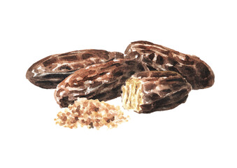 Fragrant aroma tonka beans, Watercolor hand drawn illustration isolated on white background
