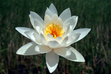 Pink water lily (Nymphaea Peach glow) with blurred background e, can be used as a greeting card