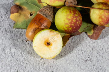 Naklejka na ściany i meble Oak apples on the underside of an oak leaf. round balls on an oak leaf. jdine ball is cut into two halves