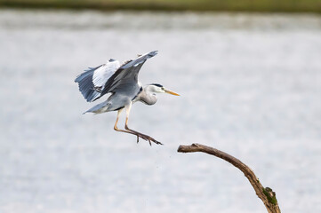 Egret