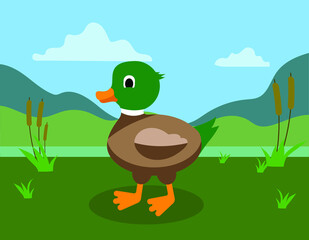 duck on the grass, swamp or lake background, vector illustration 