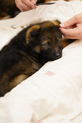 brown puppy mongrel sitting in the arms of the owner. High quality photo