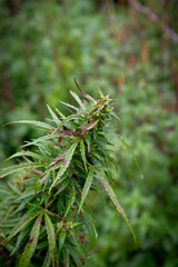 The top of a cannabis bud plant growing outdoors in the field in the autumn