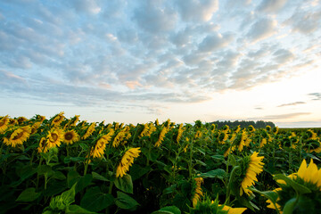 Sunflowers from the back at sunset in a field against the sky in the clouds. High quality photo