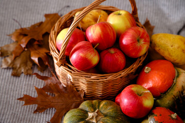 Apples, pumpkins and pears on a blanket. Autumn harvest