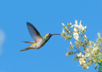 Male White-tailed Goldenthroat hummingbird, Polytmus guainumbi, feeding on white flowers of a Moringa tree in bright sunlight isolated against the blue sky.