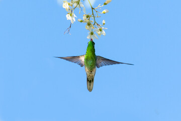 Male White-tailed Goldenthroat hummingbird, Polytmus guainumbi, feeding on white flowers of a Moringa tree in bright sunlight isolated against the blue sky.