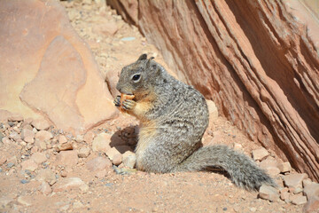 Squirrel eating crumbs in Grand Canyon National Park in Arizona © Studio Barcelona
