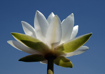 The white lotus in the morning, fresh air and a drop down. 