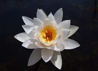 The white lotus in the morning, fresh air and a drop down. 