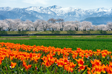 Fototapeta premium チューリップ、桜、菜の花、残雪の雪山が織りなす「春の四重奏」で知られる舟川べりの桜並木
