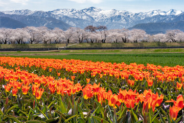 Fototapeta premium チューリップ、桜、菜の花、残雪の雪山が織りなす「春の四重奏」で知られる舟川べりの桜並木