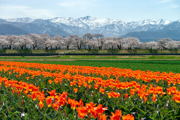 チューリップ、桜、菜の花、残雪の雪山が織りなす「春の四重奏」で知られる舟川べりの桜並木