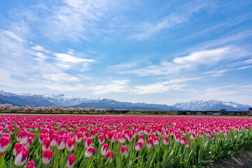 チューリップ、桜、菜の花、残雪の雪山が織りなす「春の四重奏」で知られる舟川べりの桜並木