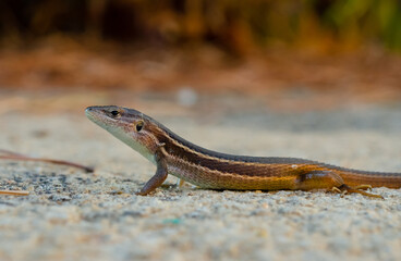 Lizard in the garden. Sunset light.