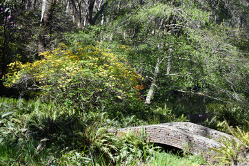 A stone arch bridge in the garden