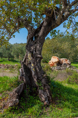 Old olive tree near Loule in Algarve Portugal.