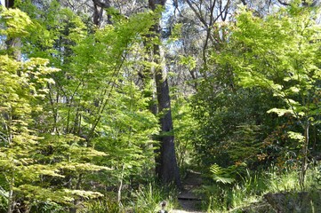 Fototapeta premium Maple trees in the garden