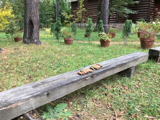 autumn spruce cones on a bench in the forest