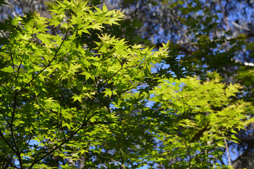 leaves in the garden