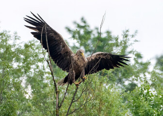 White tailed eagle