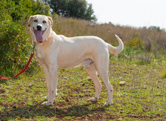 White dog with beautiful eyes on the walk. 