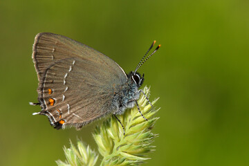  Ilex Hairstreak (Satyrium ilicis) butterfly in spring