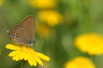 Ilex Hairstreak (Satyrium ilicis) butterfly