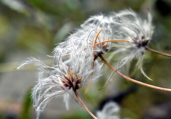 Weiße Waldrebensamen im Herbst