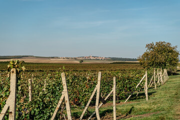 Fototapeta na wymiar Vineyard autumn landscape in south Moravia,Czech Republic.Rows of Vineyard Grape Vines,blue sky, small village in background.Winemaking concept.Agricultural scene.Czech countryside on sunny day