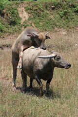 Naklejka na ściany i meble two water buffalo mating