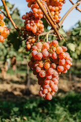 Detail of sweet organic juicy grapevine in autumn.Close up of white pink grapes in vineyard,grape...