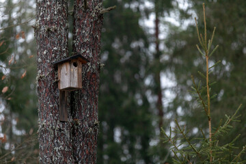 A bird house hanging in a pine tree forest during winter