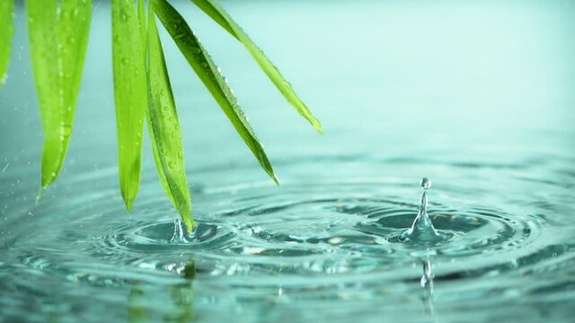 Super slow motion of falling water drops with palm leaves. Filmed on high speed cinema camera, 1000 fps.