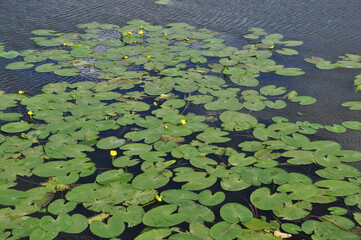 Green leaves of water lilies on the water. Yellow flowers of water lilies. City pond.