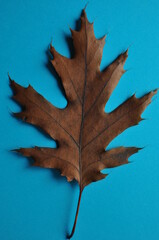Maple Leaf. Autumn, darkened maple leaf. Background, texture of a maple leaf.
