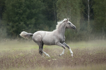 Naklejka na ściany i meble Palomino filly foal runng gallop on the autumn meadow.