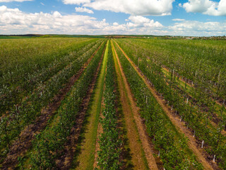 Fototapeta na wymiar Aerial view. Even rows of fruit trees, garden, field. Agricultural production concept. Summer sunny day. Apple pear trees.